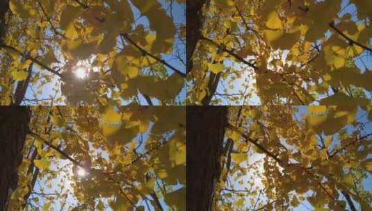 唯美秋天里金黄唯美的阳光银杏树树叶高清在线视频素材下载
