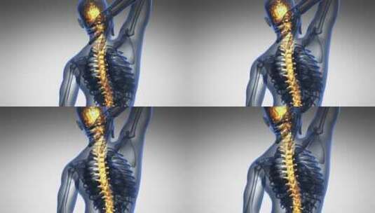脊椎人体高清在线视频素材下载