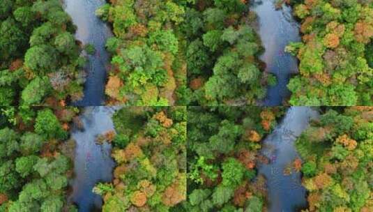 秋季森林河流的俯视图高清在线视频素材下载