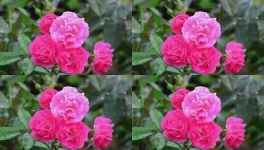 粉色花朵在风中飘动高清在线视频素材下载