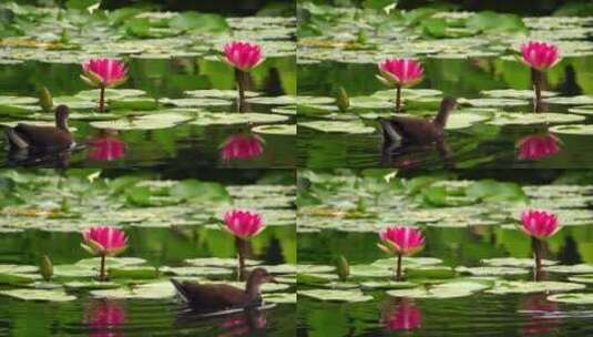 4k莲花和叶子在水和可爱的小鸭子上高清在线视频素材下载