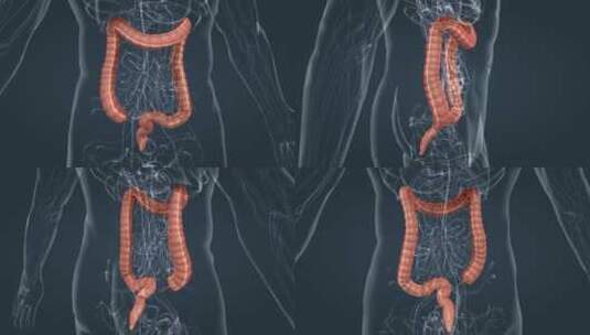 消化系统肠道升结肠盲肠降结肠盲肠直肠动画高清在线视频素材下载