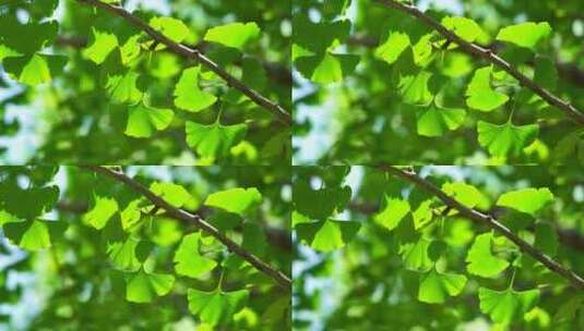 阳光透过树叶，银杏树叶的绿色背景光影高清在线视频素材下载