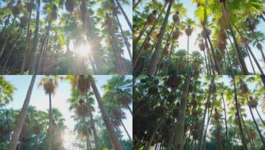 唯美阳光 夏天 热带植物棕榈树林高清在线视频素材下载