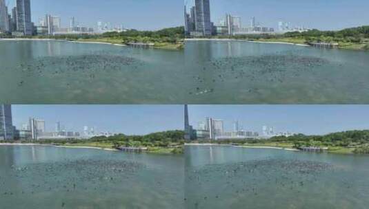 深圳湾人才公园蓝天候鸟高清在线视频素材下载
