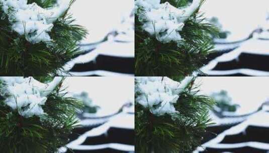 冬天唯美雪景绿叶红花上的雪高清在线视频素材下载