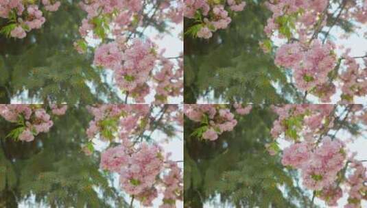 樱花盛开春天美丽的樱花高清在线视频素材下载