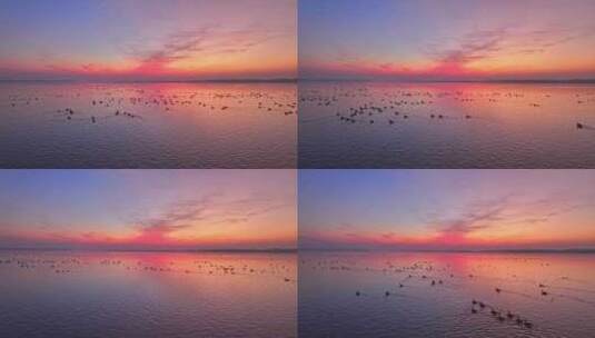 候鸟群飞 鄱阳湖日落高清在线视频素材下载