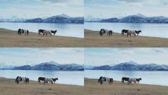 高原雪山草原马群吃草高清在线视频素材下载