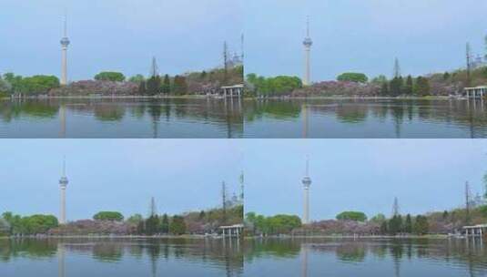 春天樱花衬托下的北京电视塔高清在线视频素材下载