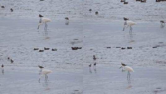 白鹭在深圳湾公园滩涂觅食高清在线视频素材下载