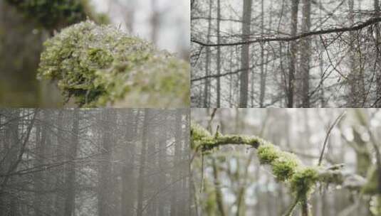 雾凇积雪融化苔藓高清在线视频素材下载