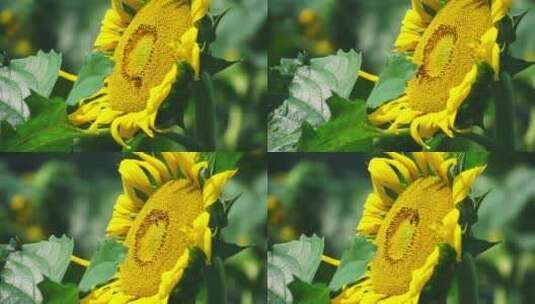 向日葵花朵高清在线视频素材下载