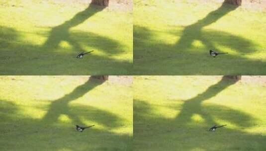 一只喜鹊在绿色的草地上觅食高清在线视频素材下载