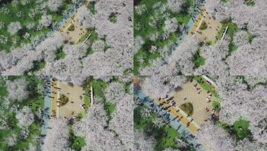 无锡金匮公园樱花航拍环绕下降视角高清在线视频素材下载