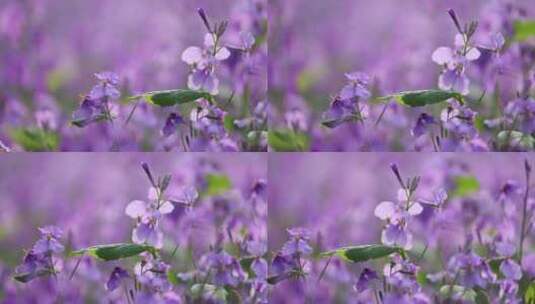 春天里的紫色二月兰诸葛菜高清在线视频素材下载