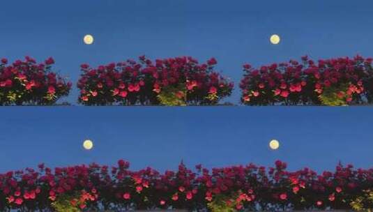 杭州高架月季花月亮同框高清在线视频素材下载