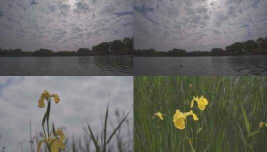 天空延时野生植物与花草空境素材高清在线视频素材下载