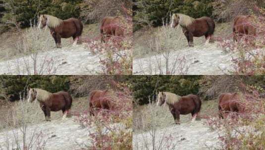 降雪期间马在山上吃东西的慢动作镜头高清在线视频素材下载