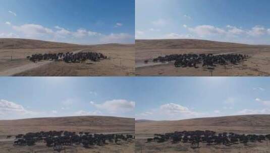 航拍若尔盖草原牧场放牧牦牛牛群高清在线视频素材下载