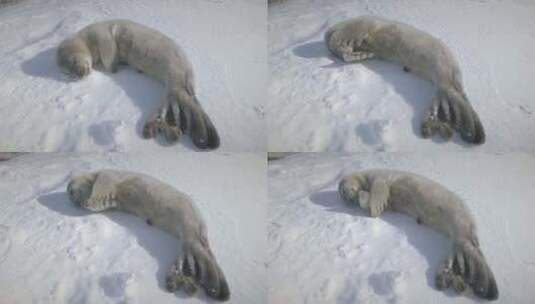 躺在雪地上打瞌睡的小海豹。南极洲拍摄高清在线视频素材下载