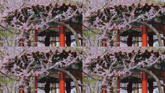春桃朵朵开高清在线视频素材下载