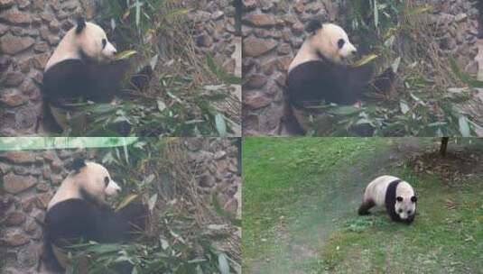 4K大熊猫吃竹子活动动物实拍视频高清在线视频素材下载