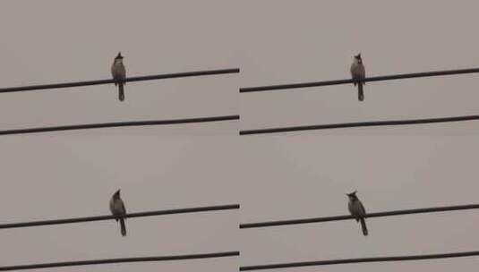 鸟鸟儿小鸟在电线上停留高清在线视频素材下载
