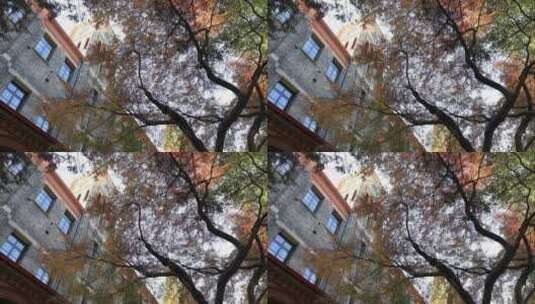 春天的枫树校园民国建筑高清在线视频素材下载