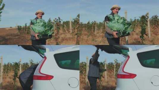 从田间到汽车的高级农民装载生蔬菜的镜头高清在线视频素材下载