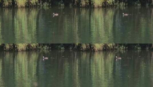 湖面悠闲的水鸟特写高清在线视频素材下载