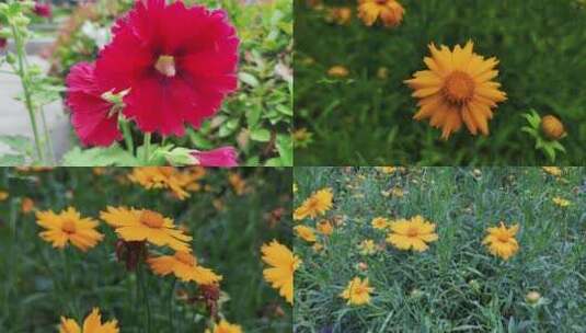 路边野花植物实拍高清在线视频素材下载