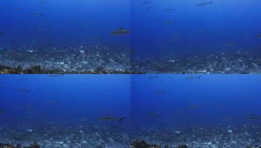 深海鲨鱼群高清在线视频素材下载