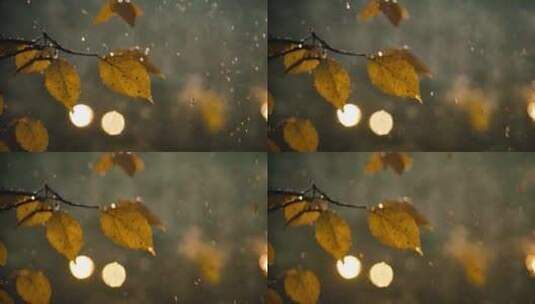 秋天的雨落在枯树叶上高清在线视频素材下载