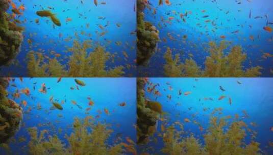 水下热带海景高清在线视频素材下载