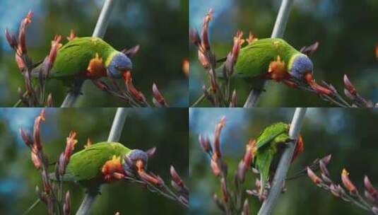 澳大利亚野外的彩虹lorikeet lo高清在线视频素材下载