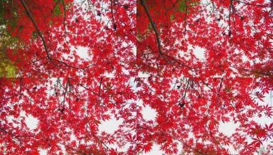 红叶秋天美丽漂亮的红色槭树树叶高清在线视频素材下载