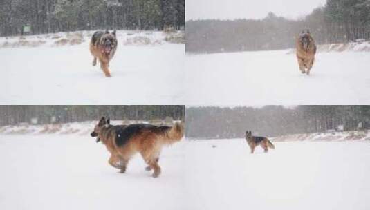 狗狗雪地奔跑高清在线视频素材下载