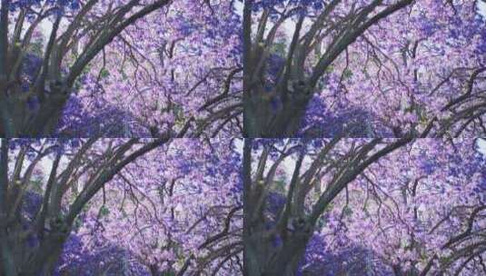 阳光明媚的户外蓝花花树上的紫色花朵高清在线视频素材下载