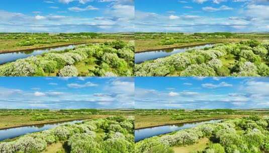 航拍春季湿地河岸山丁子花开高清在线视频素材下载