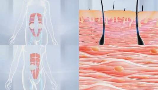 腹直肌修复 肌肉 皮肤 细胞高清在线视频素材下载