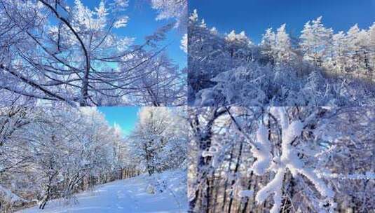 雾凇雪松树挂森林雪景高清在线视频素材下载