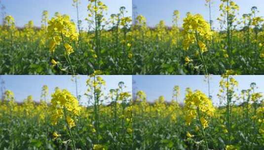 油菜花慢镜头高清在线视频素材下载