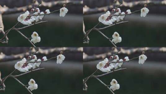 特写白梅花枝高清在线视频素材下载