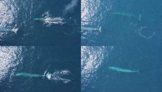 大海海洋上海豚鲸鱼海洋动物生态环境高清在线视频素材下载