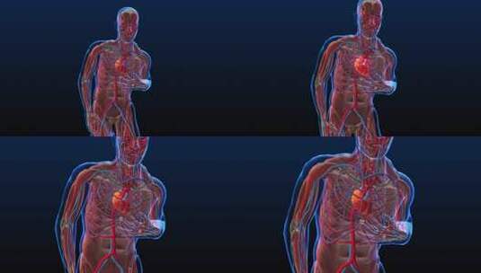 人体循环系统心脏解剖学高清在线视频素材下载