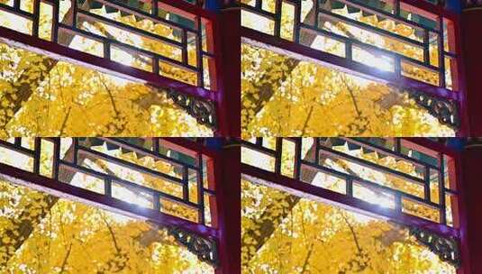 中式古建筑前的黄色的银杏叶高清在线视频素材下载
