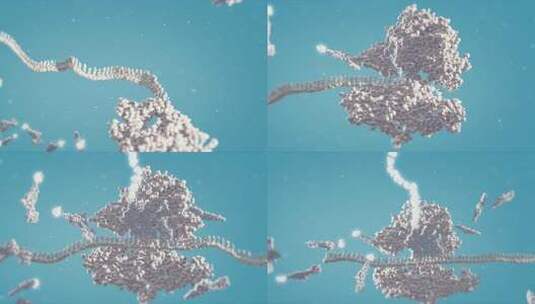 DNA-RNA转录细胞通过碱基互补蛋白质生物高清在线视频素材下载