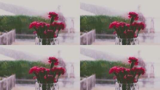 红花以及外面下雨的景色高清在线视频素材下载