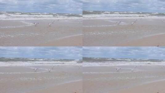 栖息在海滩上的海鸥高清在线视频素材下载